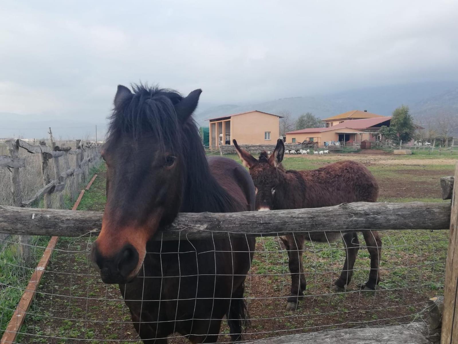 セルモネータ Casale Cavatella Bed & Breakfast エクステリア 写真